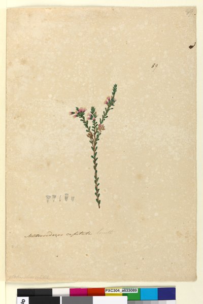 Page 89. Metrosideros capitata by John William Lewin